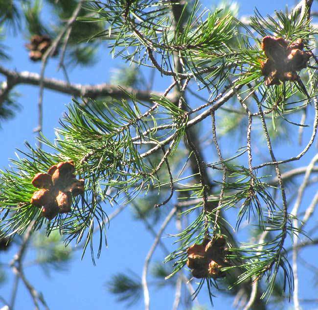 Pinus remota