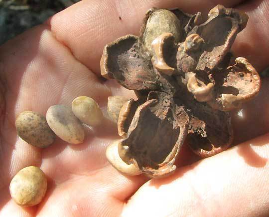 Pinus remota