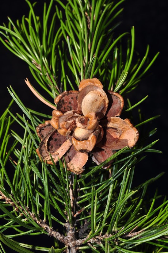 Pinus remota