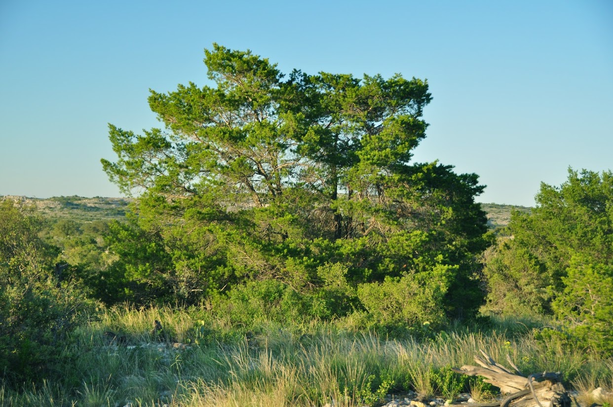 Pinus remota