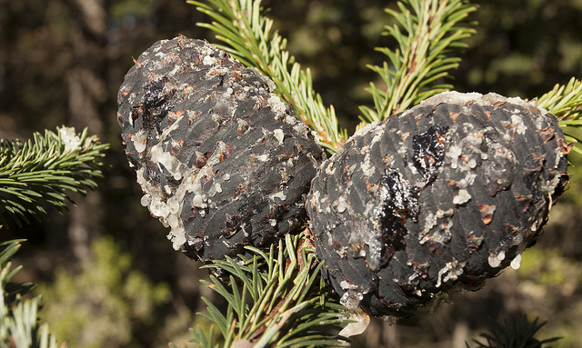 Abies religiosa