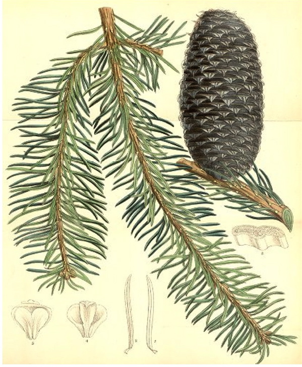Abies religiosa