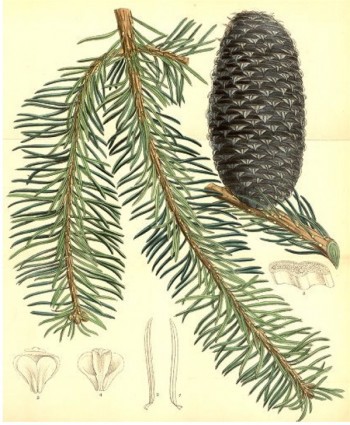 Abies religiosa