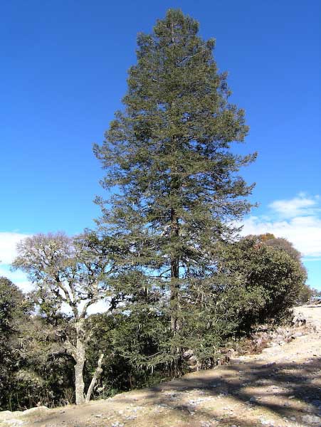 Abies religiosa