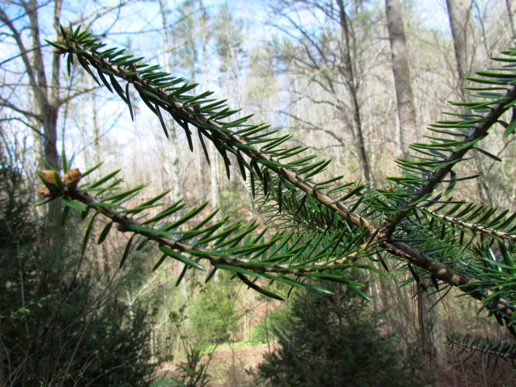 Abies recurvata