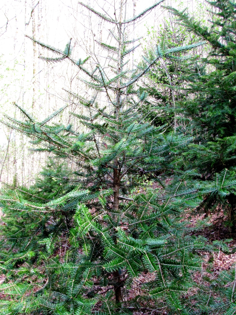 Abies recurvata