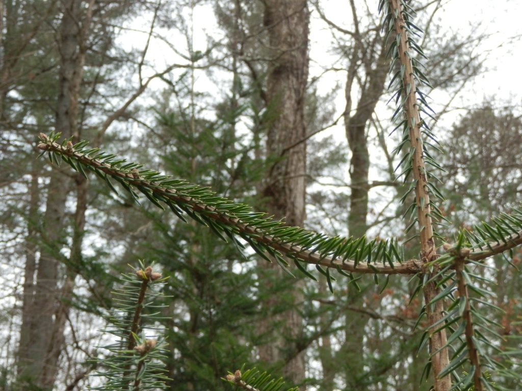 Abies recurvata