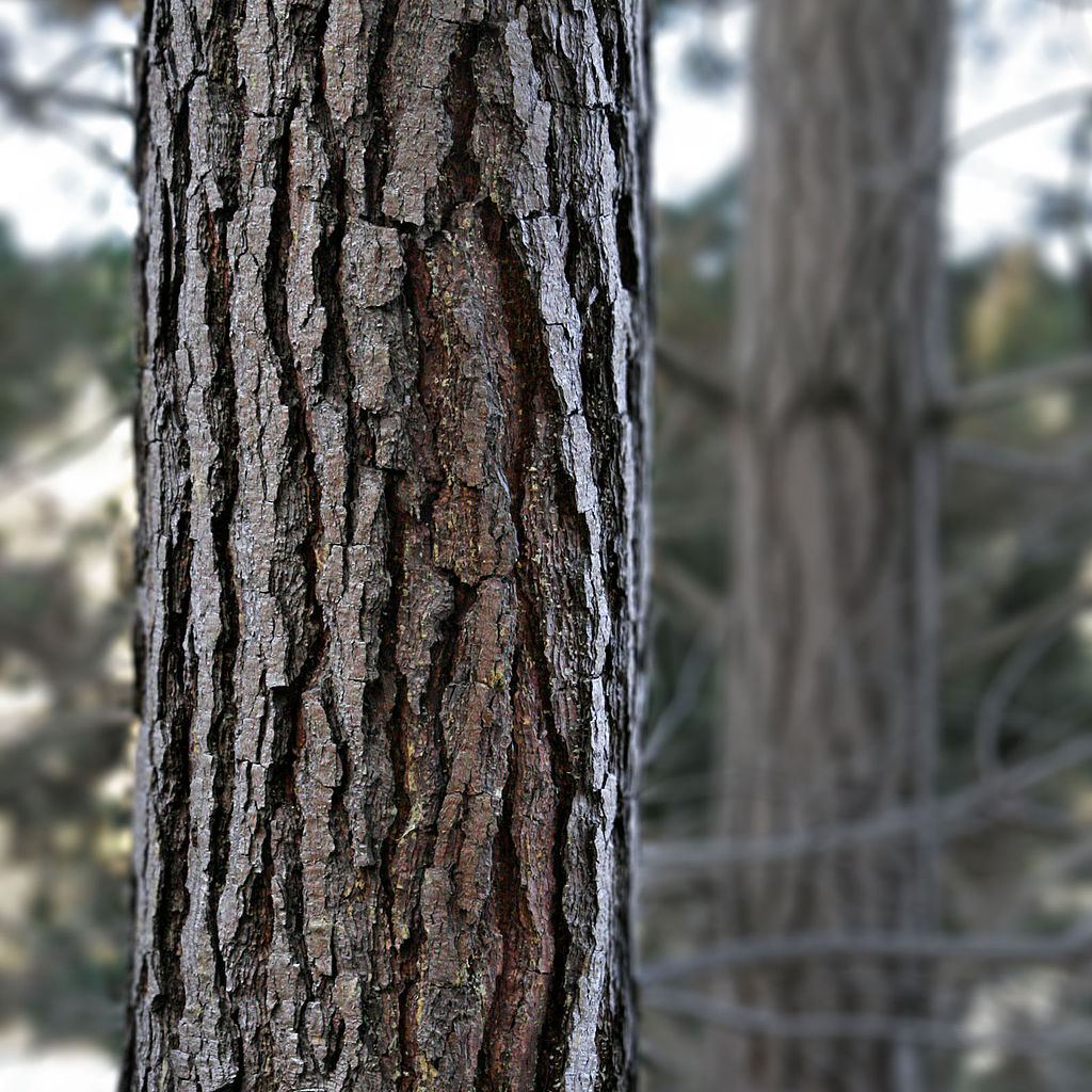 Pinus radiata