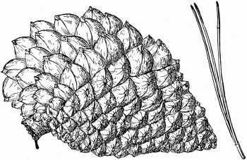 Pinus radiata