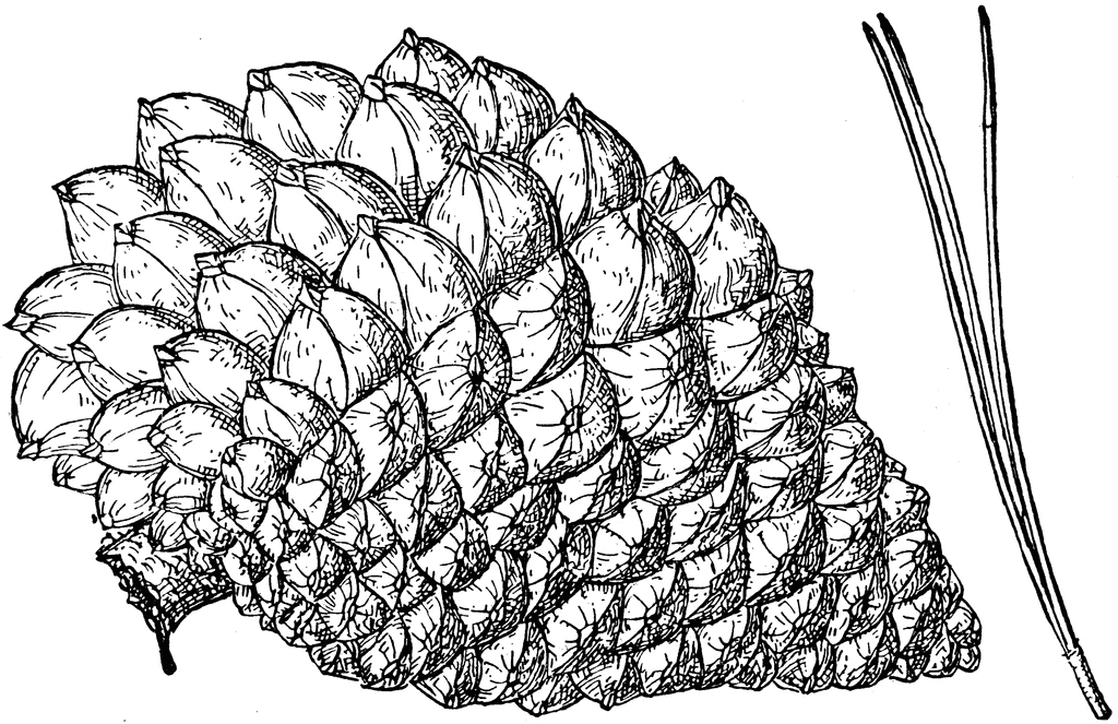 Pinus radiata