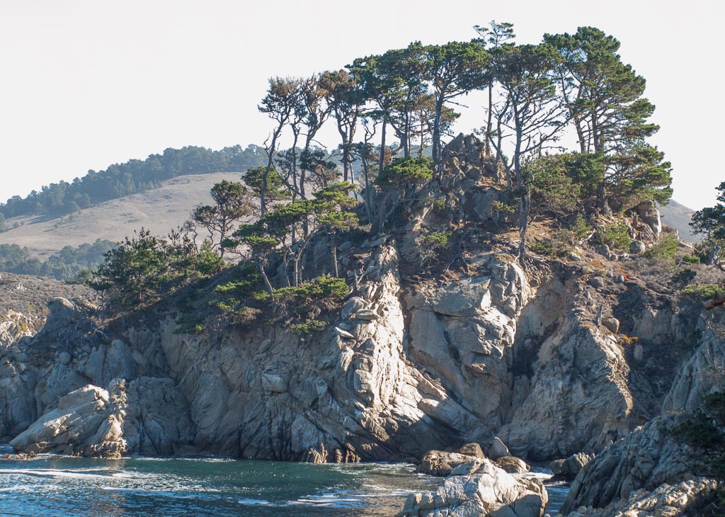 Pinus radiata