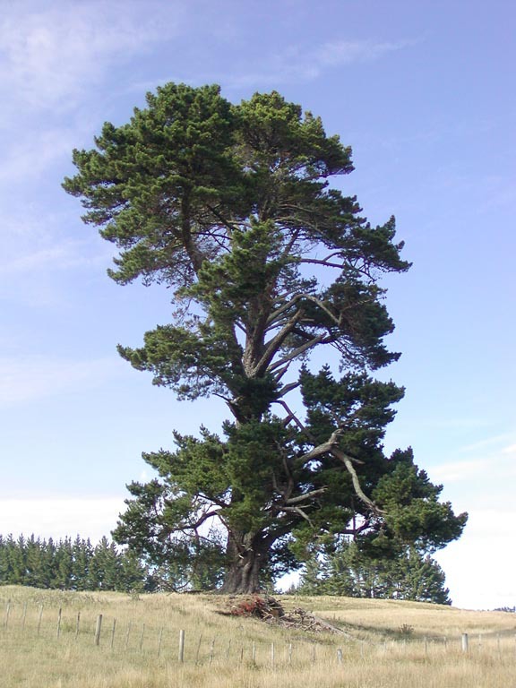 Pinus radiata