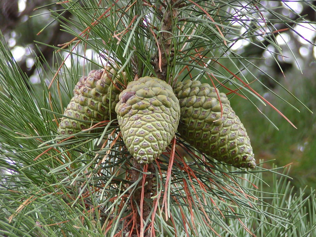 Pinus radiata