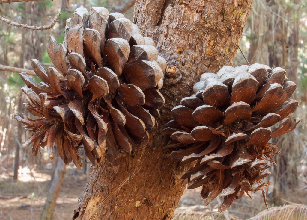Pinus radiata