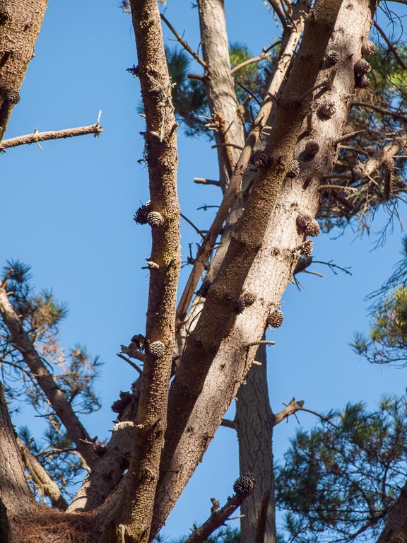 Pinus radiata