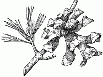 Pinus quadrifolia