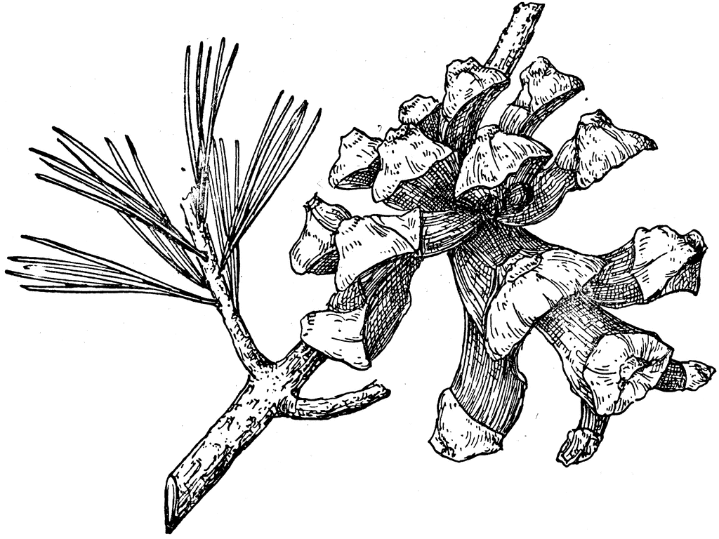 Pinus quadrifolia