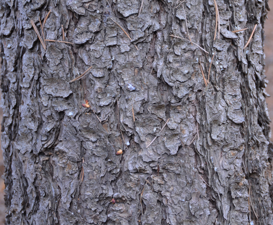 Pinus quadrifolia