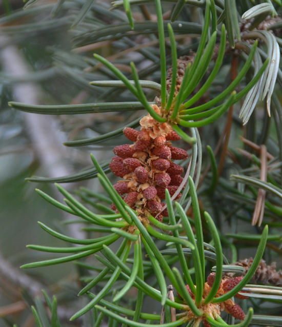 Pinus quadrifolia