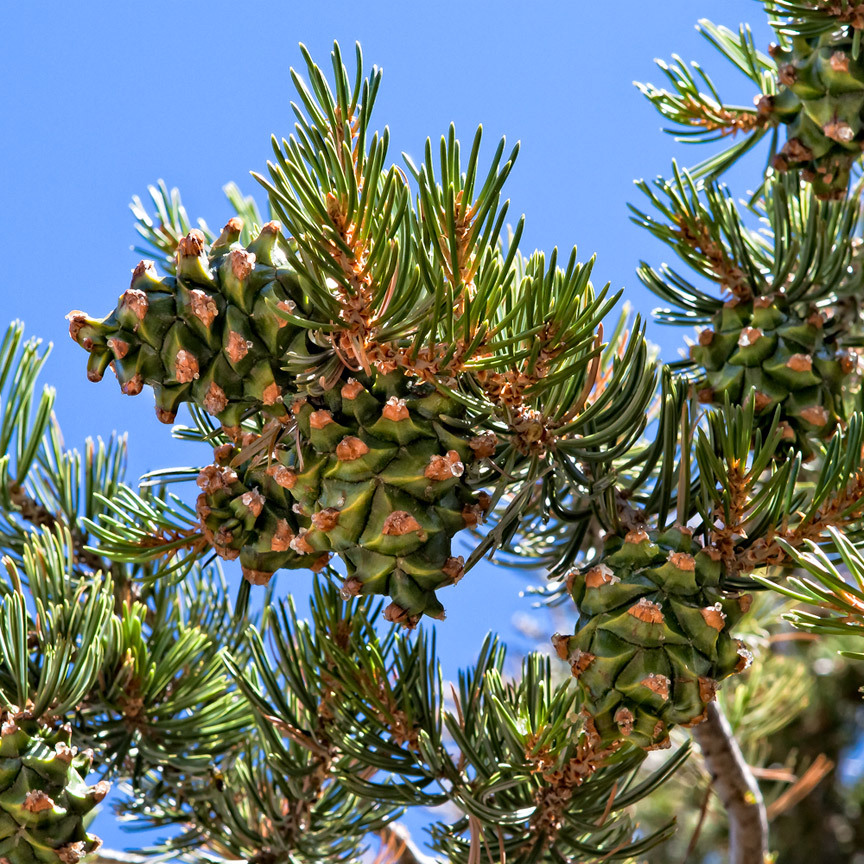 Pinus quadrifolia