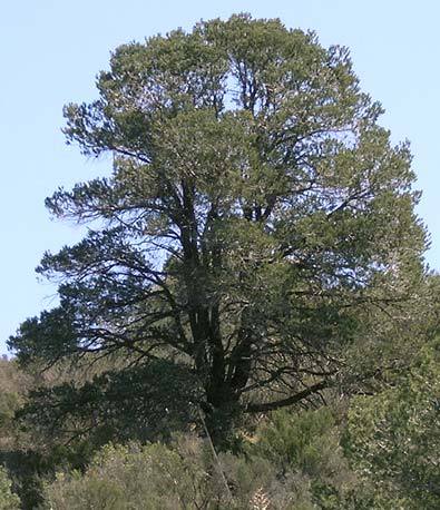 Pinus quadrifolia