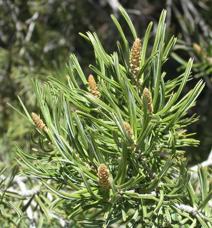 Pinus quadrifolia