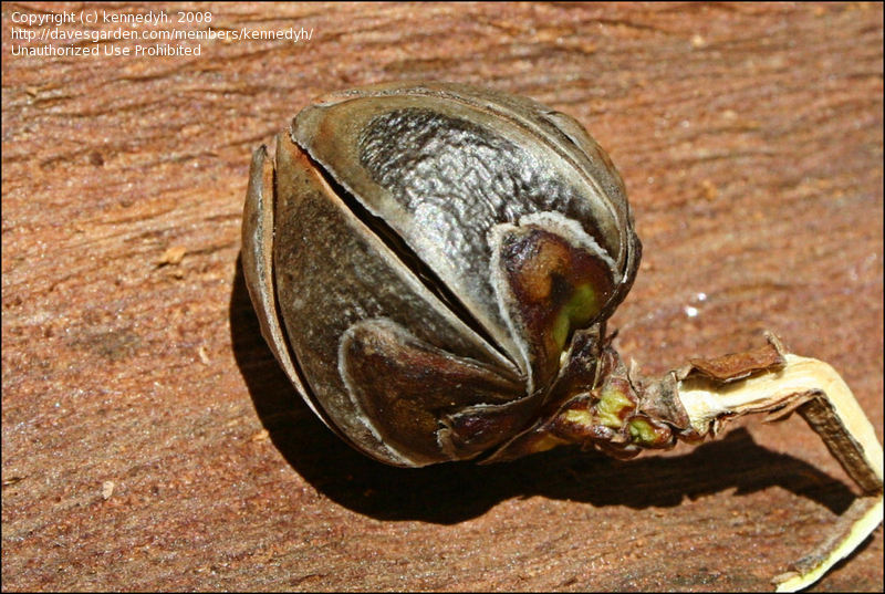 Actinostrobus pyramidalis