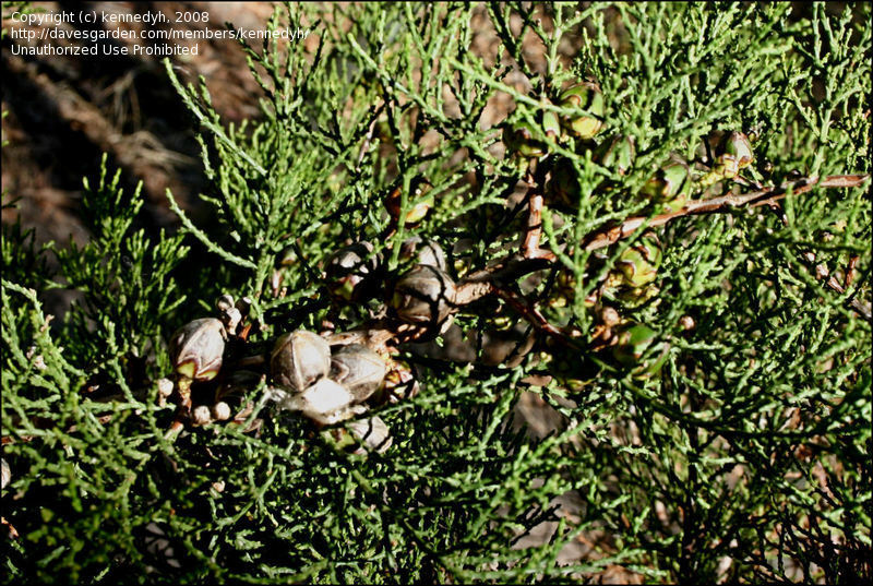 Actinostrobus pyramidalis