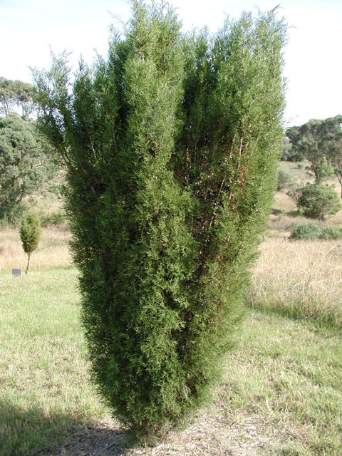 Actinostrobus pyramidalis