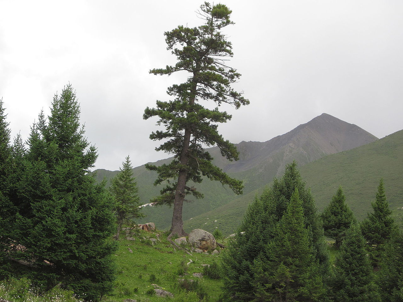 Picea purpurea