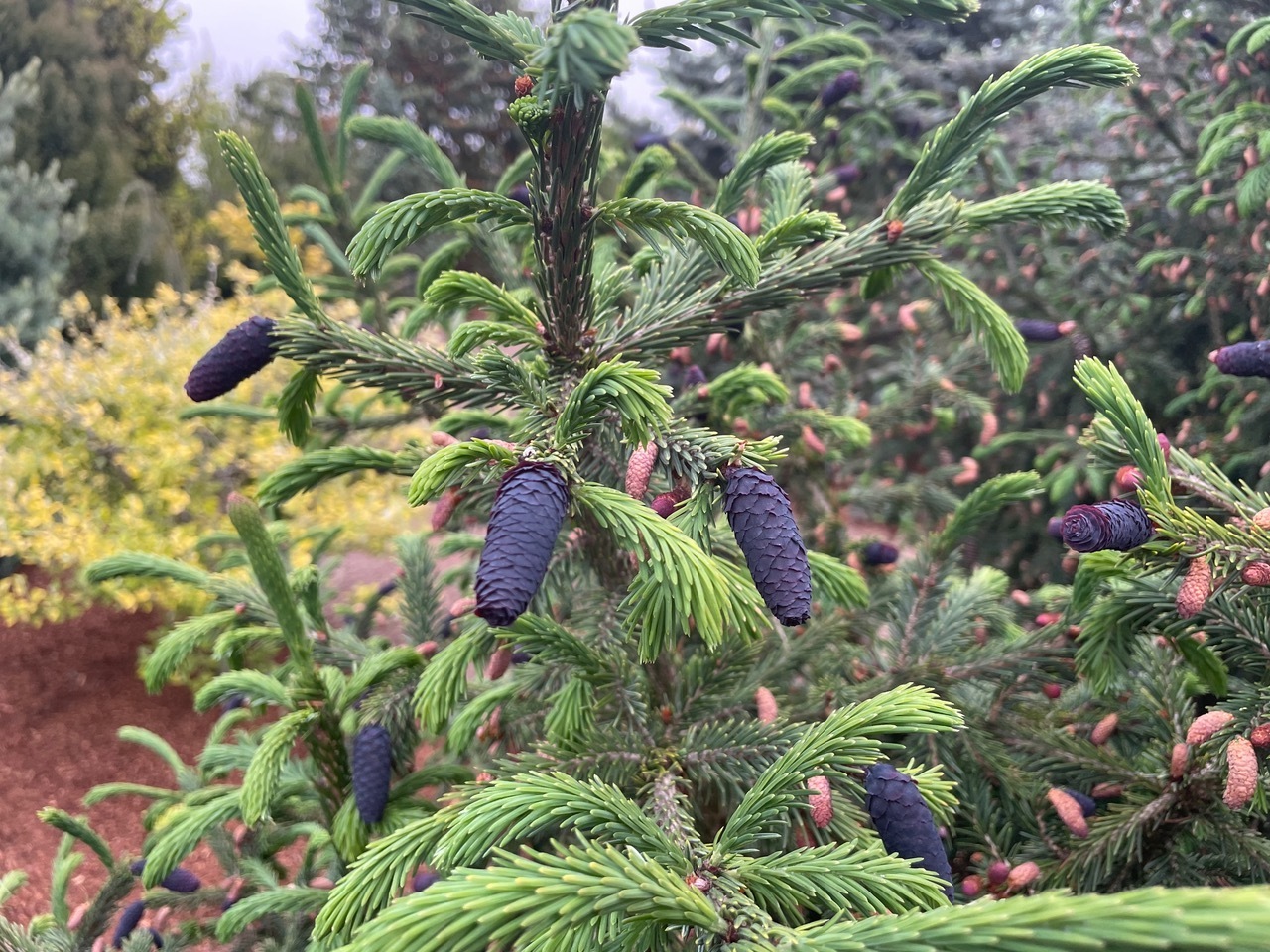 Picea purpurea