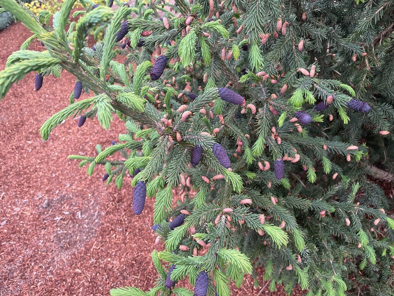 Picea purpurea