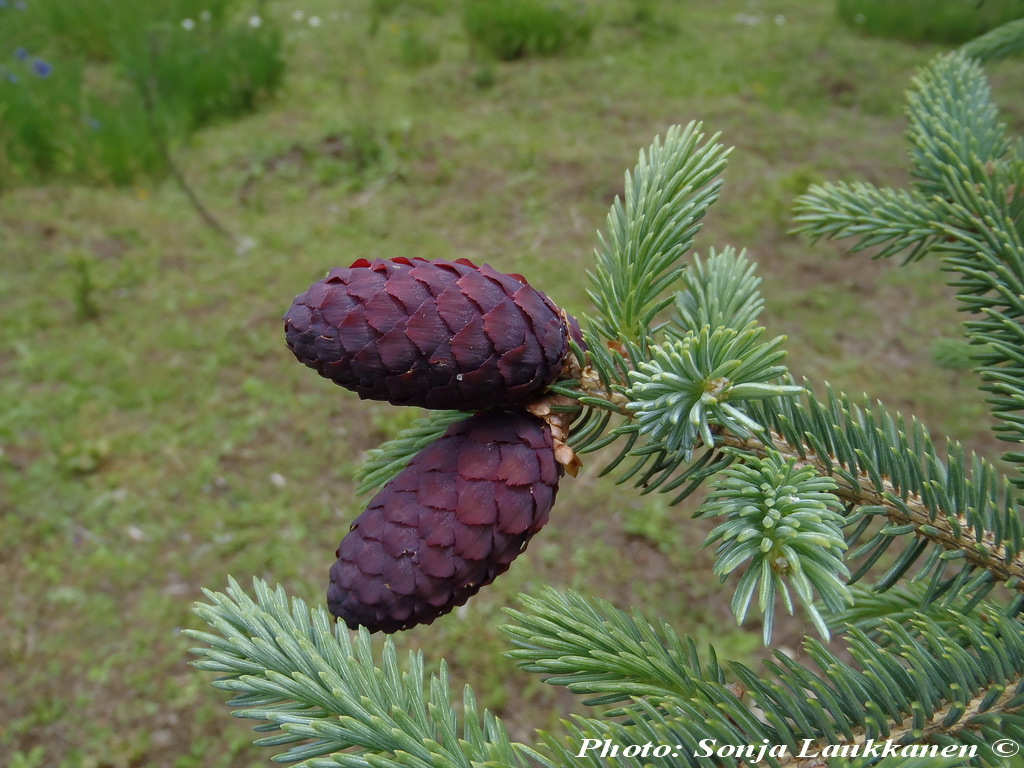 Picea purpurea