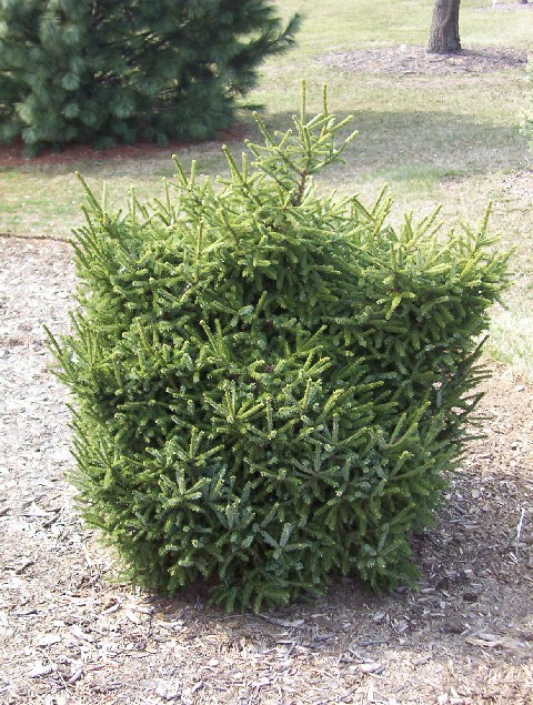 Picea purpurea