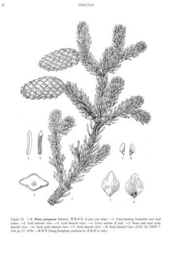 Picea purpurea