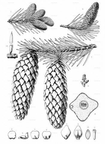 Picea pungens
