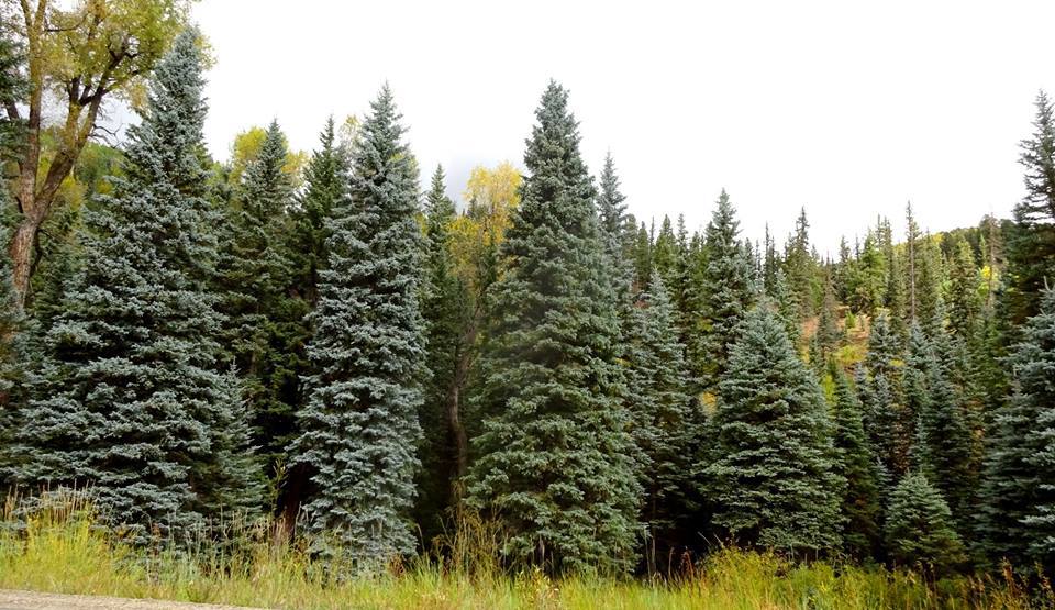 Picea pungens