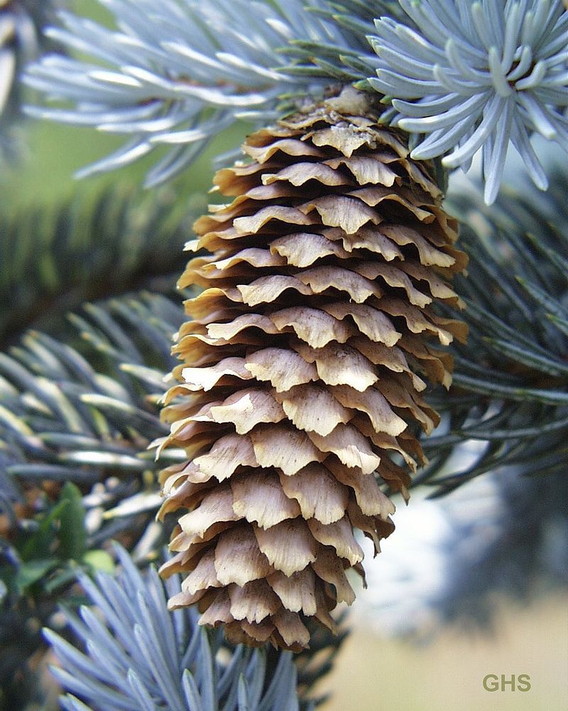 Picea pungens