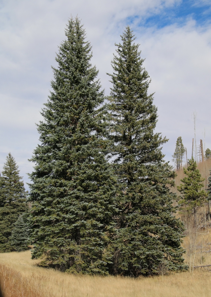 Picea pungens