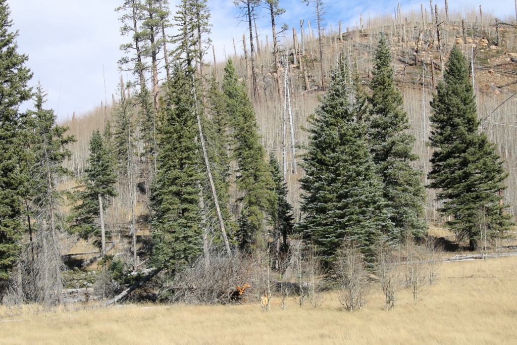 Picea pungens
