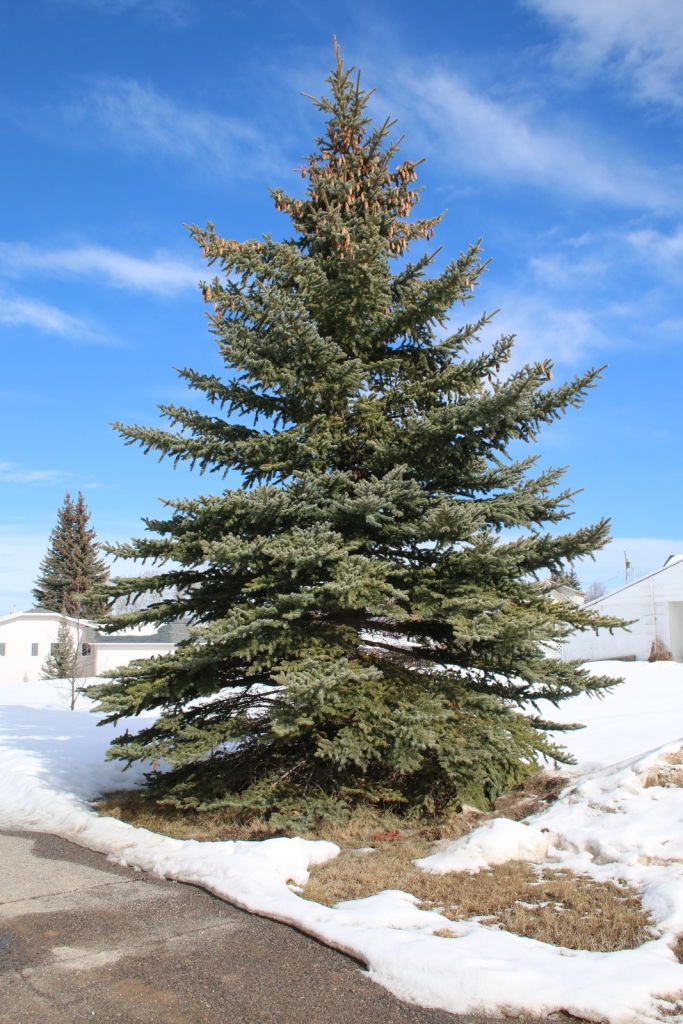 Picea pungens