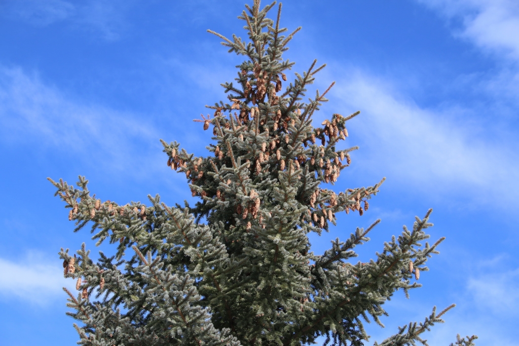Picea pungens