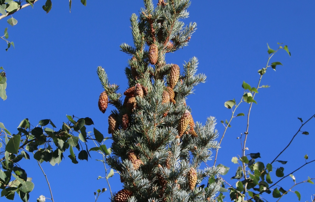 Picea pungens