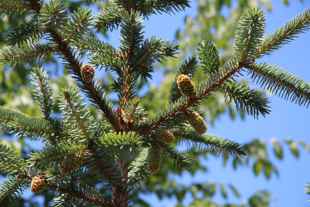 Picea pungens