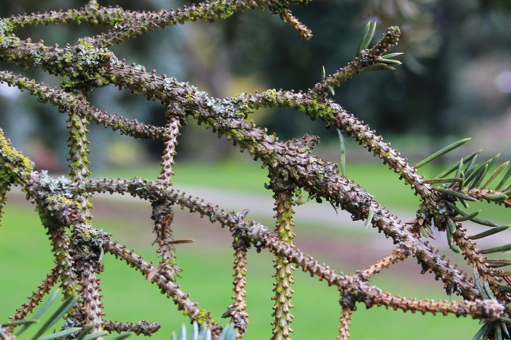 Picea pungens