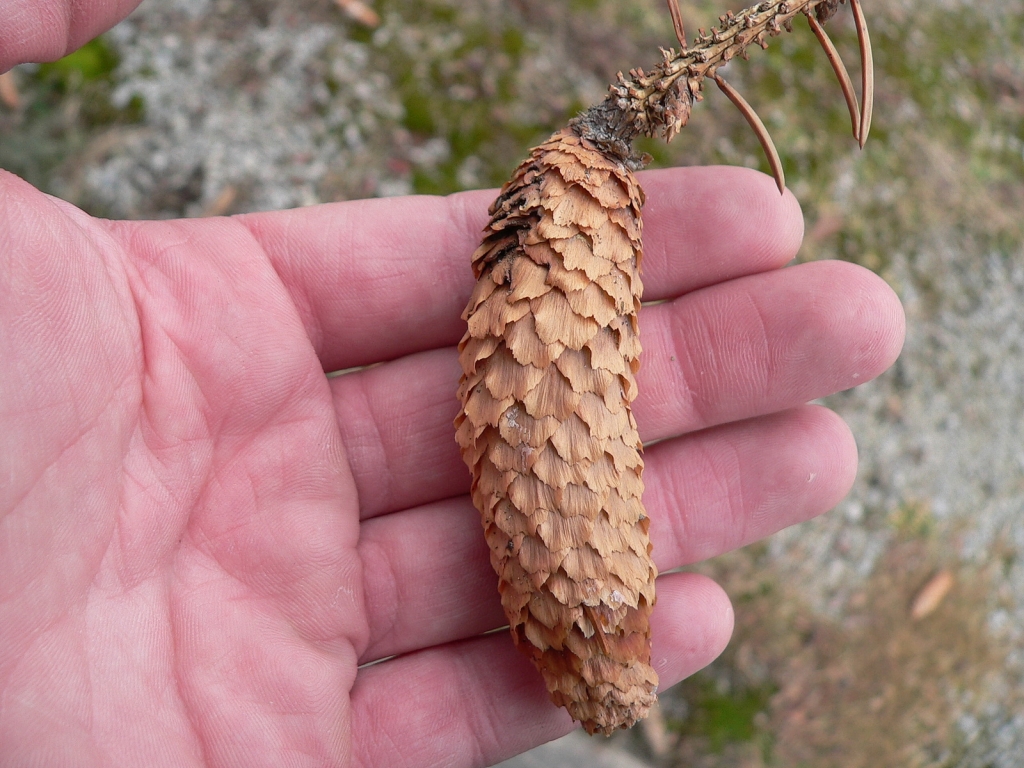 Picea pungens