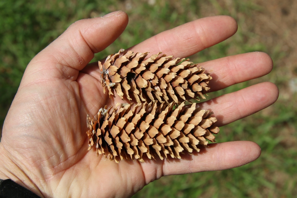 Picea pungens