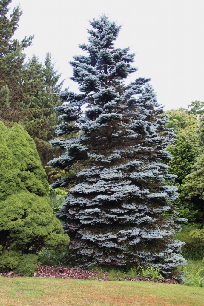 Picea pungens