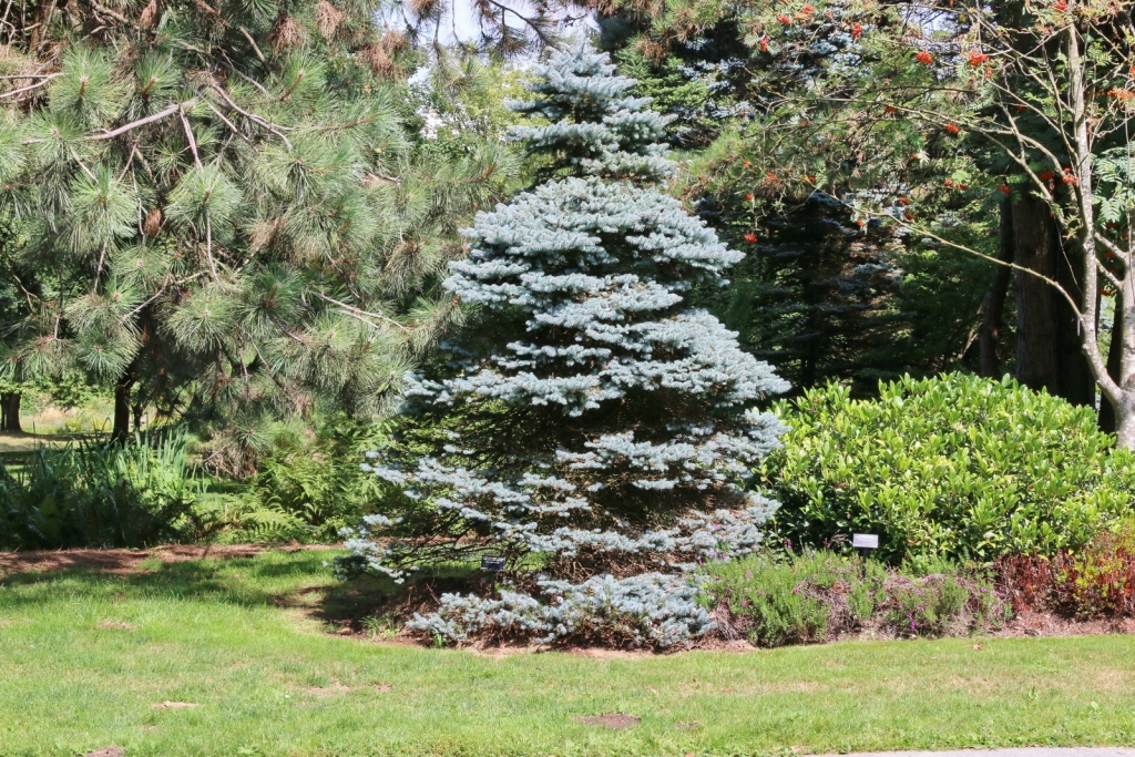 Picea pungens