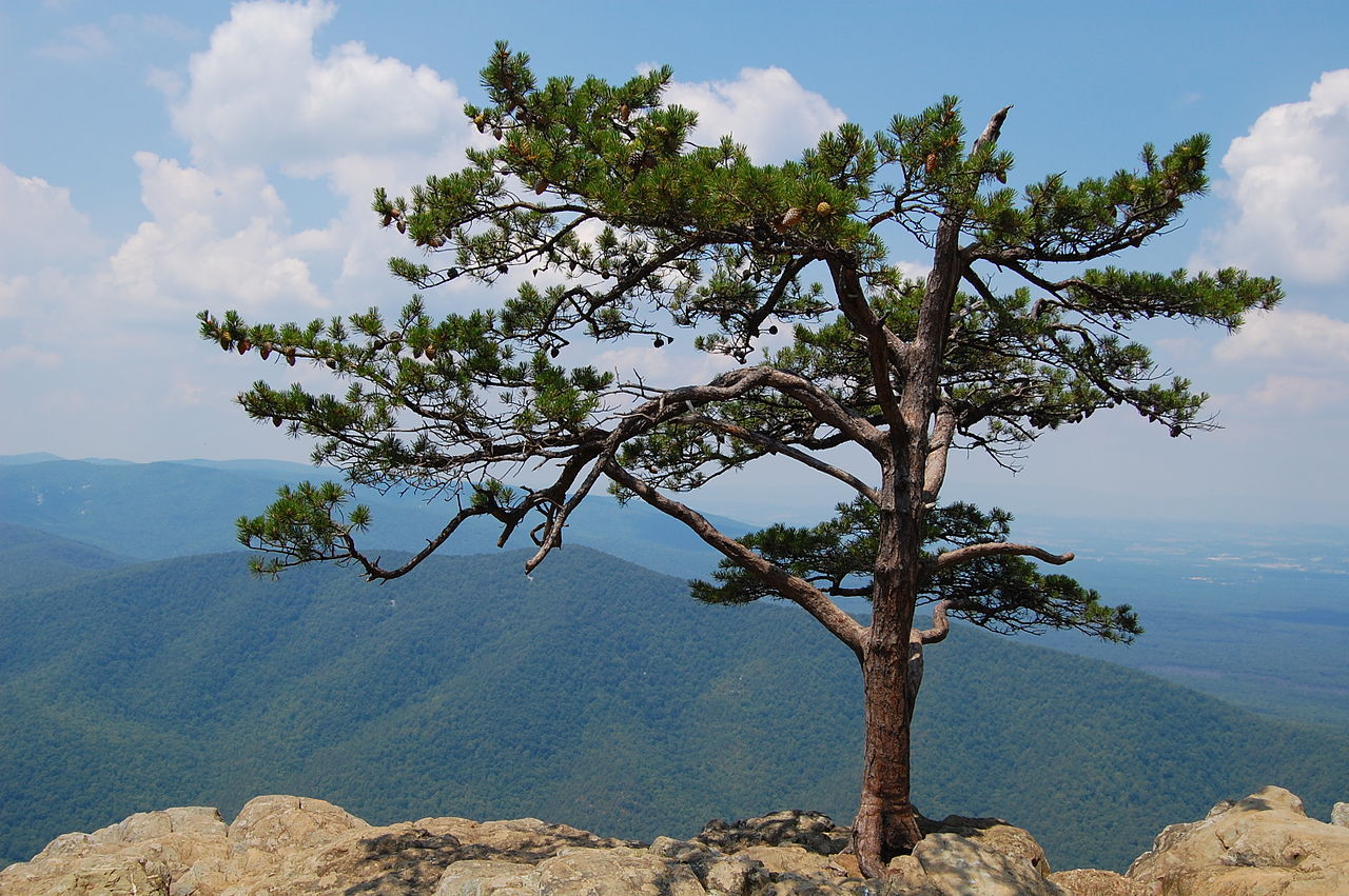 Pinus pungens